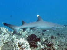 Whitetip Reef Shark - Triaenodon obesus