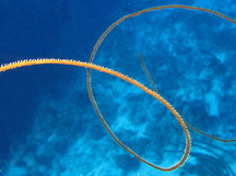 Wire Coral - Stichopathes luetkeni