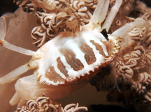 Xenia Swimming Crab - Caphyra sp. 1