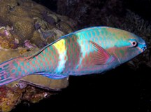 Yellowbar Parrotfish - Scarus schlegeli