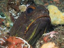 Yellowbarred Jawfish - Opistognathus randalli