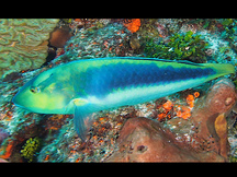 Yellowcheek Wrasse - Terminal Phase - Halichoeres cyanocephalus