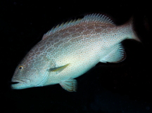 Yellowfin Grouper - Mycteroperca venenosa