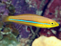 Yellowhead Wrasse - Halichoeres garnoti