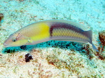 Yellowhead Wrasse - Terminal Phase - Halichoeres garnoti