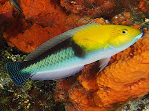 Yellowhead Wrasse - Terminal Phase - Halichoeres garnoti