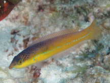 Yellowhead Wrasse - Initial Phase - Halichoeres garnoti