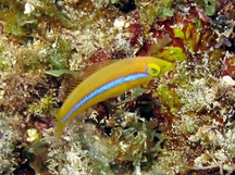 Yellowhead Wrasse - Juvenile - Halichoeres garnoti