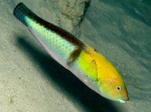 Yellowhead Wrasse - Terminal Phase - Halichoeres garnoti