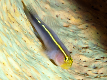 Yellowline Goby - Elacatinus horsti
