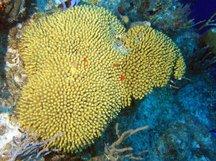 Yellow Pencil Coral - Madracis mirabilis