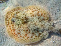 Yellow Stingray - Urobatis jamaicensis