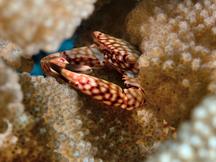 Yellow-Spotted Guard Crab - Trapezia flavopunctata