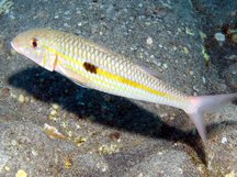 Yellowstripe Goatfish - Mulloidichthys flavolineatus