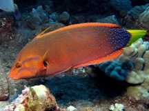 Yellowtail Coris - Coris gaimard