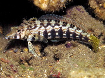 Sharpnose Sandperch - Parapercis cylindrica