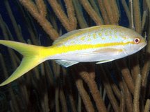 Yellowtail Snapper - Ocyurus chrysurus