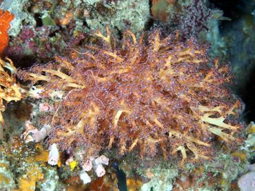 Siphonogorgia sp. 1 - Siphonogorgia variabilis - Komodo, Indonesia