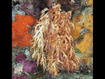 Siphonogorgia sp. 1 - Siphonogorgia variabilis - Komodo, Indonesia