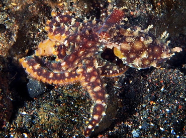 Mosaic Octopus - Abdopus abaculus - Bali, Indonesia