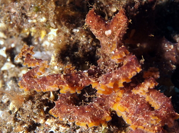 Mosaic Octopus - Abdopus abaculus - Bali, Indonesia