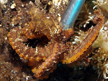 Mosaic Octopus - Abdopus abaculus - Bali, Indonesia