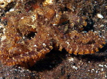 Mosaic Octopus - Abdopus abaculus - Bali, Indonesia