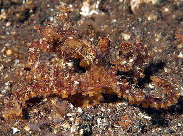 Mosaic Octopus - Abdopus abaculus - Bali, Indonesia