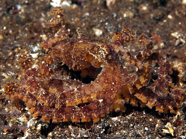 Mosaic Octopus - Abdopus abaculus - Bali, Indonesia