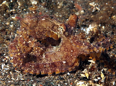 Mosaic Octopus - Abdopus abaculus - Bali, Indonesia