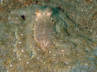White-V Octopus - Abdopus sp. - Anilao, Philippines