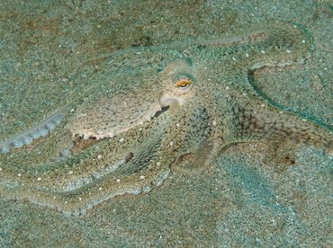 White-V Octopus - Abdopus sp. - Anilao, Philippines