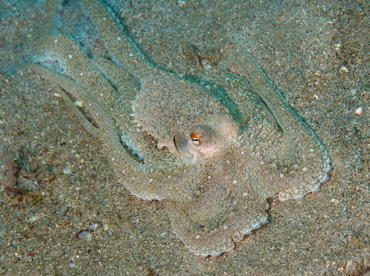 White-V Octopus - Abdopus sp. - Anilao, Philippines