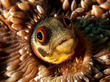 Mexican Barnacle blenny - Acanthemblemaria macrospilus - Cabo San Lucas, Mexico