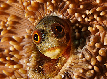 Mexican Barnacle blenny - Acanthemblemaria macrospilus - Cabo San Lucas, Mexico