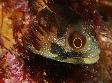 Mexican Barnacle blenny - Acanthemblemaria macrospilus - Cabo San Lucas, Mexico