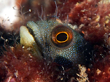 Mexican Barnacle blenny - Acanthemblemaria macrospilus - Cabo San Lucas, Mexico