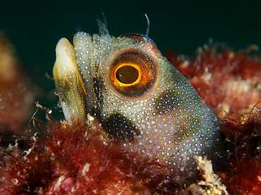 Mexican Barnacle blenny - Acanthemblemaria macrospilus - Cabo San Lucas, Mexico