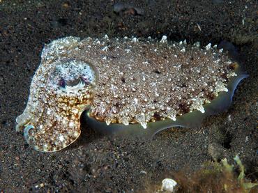 Pharaoh Cuttlefish - Acanthosepion pharaonis - Komodo, Indonesia