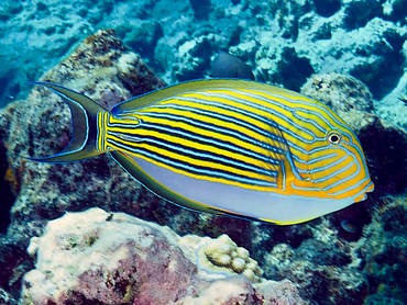 Striped Surgeonfish - Acanthurus lineatus - Great Barrier Reef, Australia