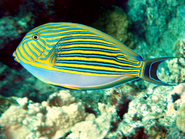 Striped Surgeonfish - Acanthurus lineatus - Great Barrier Reef, Australia