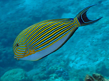 Striped Surgeonfish - Acanthurus lineatus - Great Barrier Reef, Australia