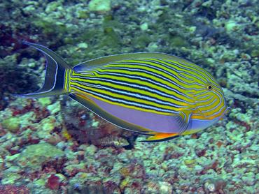Striped Surgeonfish - Acanthurus lineatus - Komodo, Indonesia