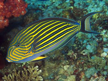 Striped Surgeonfish - Acanthurus lineatus - Bali, Indonesia