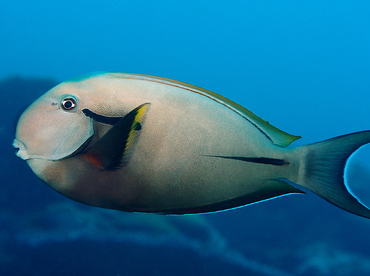 Blackstreak Surgeonfish - Acanthurus nigricauda - Palau