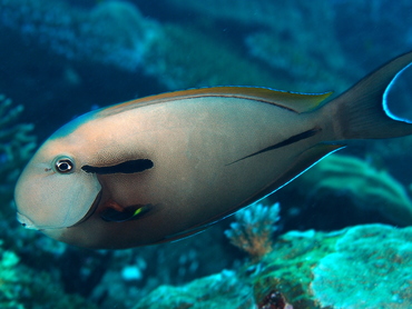 Blackstreak Surgeonfish - Acanthurus nigricauda - Palau