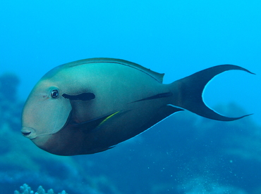 Blackstreak Surgeonfish - Acanthurus nigricauda - Palau