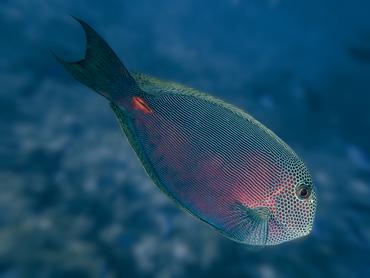 Dark Surgeonfish - Acanthurus nubilus - Rangiroa, French Polynesia
