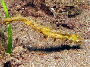 Shortpouch Pygmy Pipehorse - Acentronura tentaculata - Dumaguete, Philippines