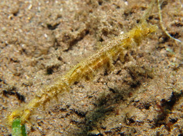 Shortpouch Pygmy Pipehorse - Acentronura tentaculata - Dumaguete, Philippines